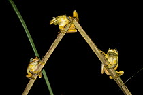 Blacksmith Tree Frog (Hypsiboas faber) trio at night, Argentina