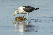 Kelp Gull (Larus dominicanus) feeding on crab carcass, Bahia Blanca, Argentina