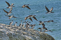 Blue-eyed Cormorant (Phalacrocorax atriceps) flock taking flight, Puerto Madryn, Argentina