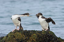 Blue-eyed Cormorant (Phalacrocorax atriceps) pair squabbling, Puerto Madryn, Argentina