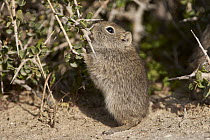 Southern Mountain Cavy (Microcavia australis) young browsing, Puerto Madryn, Argentina