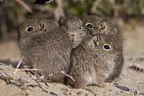 Southern Mountain Cavy (Microcavia australis) young huddling, Puerto Madryn, Argentina