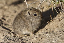 Southern Mountain Cavy (Microcavia australis) young, Puerto Madryn, Argentina