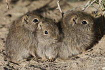 Southern Mountain Cavy (Microcavia australis) young huddling, Puerto Madryn, Argentina