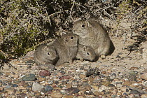 Southern Mountain Cavy (Microcavia australis) mother and young, Puerto Madryn, Argentina