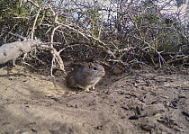 Southern Mountain Cavy (Microcavia australis) in brush, Puerto Madryn, Argentina