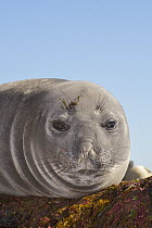 Southern Elephant Seal (Mirounga leonina) juvenile female, Puerto Madryn, Argentina