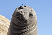 Southern Elephant Seal (Mirounga leonina) juvenile, Puerto Madryn, Argentina