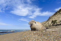 Southern Elephant Seal (Mirounga leonina) juvenile male on beach, Puerto Madryn, Argentina