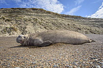 Southern Elephant Seal (Mirounga leonina) male on beach, Puerto Madryn, Argentina