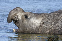 Southern Elephant Seal (Mirounga leonina) juvenile male calling, Puerto Madryn, Argentina