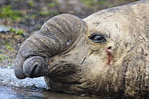 Southern Elephant Seal (Mirounga leonina) male bleeding after fight, Puerto Madryn, Argentina