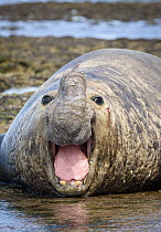 Southern Elephant Seal (Mirounga leonina) male calling and bleeding after fight, Puerto Madryn, Argentina