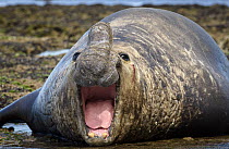 Southern Elephant Seal (Mirounga leonina) male calling and bleeding after fight, Puerto Madryn, Argentina