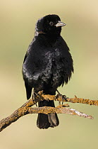 Screaming Cowbird (Molothrus rufoaxillaris) male, Bahia Blanca, Argentina