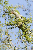 Monk Parakeet (Myiopsitta monachus), Argentina