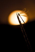 Antlion (Myrmeleon sp) silhouetted at sunset, Patagonia, Argentina