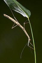 Stick insect, Paranaense Rainforest, Misiones, Argentina