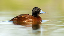 Lake Duck (Oxyura vittata), Argentina