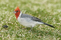 Red-crested Cardinal (Paroaria coronata), Provincial Reserve Luro Park, Argentina