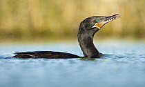 Neotropic Cormorant (Phalacrocorax brasilianus), Argentina