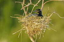 Neotropic Cormorant (Phalacrocorax brasilianus) in nest, Argentina