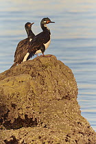 Rock Shag (Phalacrocorax magellanicus) pair, Puerto Madryn, Argentina