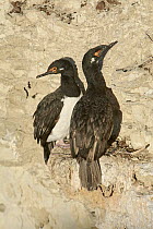 Rock Shag (Phalacrocorax magellanicus) pair at nest, Puerto Madryn, Argentina