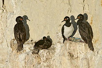 Rock Shag (Phalacrocorax magellanicus) group at nests, Puerto Madryn, Argentina