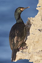 Rock Shag (Phalacrocorax magellanicus), Puerto Madryn, Argentina