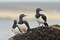Rock Shag (Phalacrocorax magellanicus) group, Puerto Madryn, Argentina