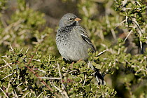 Mourning Sierra-Finch (Phrygilus fruticeti) male, Puerto Madryn, Argentina