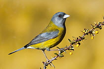 Patagonian Sierra-Finch (Phrygilus patagonicus), San Carlos de Bariloche, Argentina