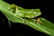 Tree Frog (Phyllomedusa tetraploidea), Argentina