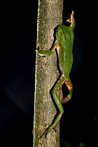 Tree Frog (Phyllomedusa tetraploidea) climbing at night, Paranaense Rainforest, Misiones, Argentina