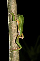 Tree Frog (Phyllomedusa tetraploidea) at night, Paranaense Rainforest, Misiones, Argentina