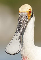Roseate Spoonbill (Platalea ajaja) juvenile, Argentina