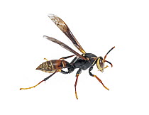 Paper Wasp (Polistes buyssoni), Argentina
