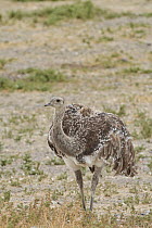 Lesser Rhea (Rhea pennata), Punta Tombo National Reserve, Argentina