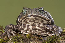 Yellow Cururu Toad (Rhinella icterica), Argentina