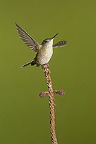 Green-backed Firecrown (Sephanoides sephaniodes) hummingbird balancing, San Carlos de Bariloche, Argentina