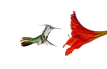 Plovercrest (Stephanoxis lalandi) hummingbird feeding on flower nectar, Argentina