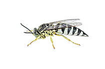 Horse Guard Wasp (Stictia signata), Argentina