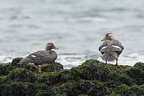 Chubut Steamerduck (Tachyeres leucocephalus) female and male, Argentina