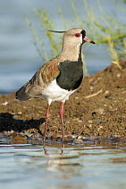 Southern Lapwing (Vanellus chilensis), Argentina