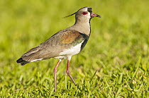 Southern Lapwing (Vanellus chilensis), Argentina