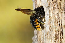 Carpenter Bee (Xylocopa augusti) entering burrow, Bahia Blanca, Argentina