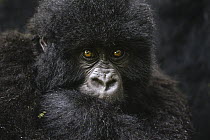Mountain Gorilla (Gorilla gorilla beringei) young, Parc National des Volcans, Rwanda