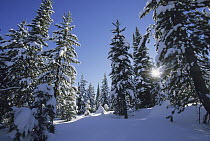Coniferous trees in winter, Targhee National Forest, Idaho