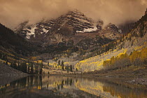 Quaking Aspen (Populus tremuloides) trees and mountains in autumn, Maroon Lake, Maroon Bells Snowmass Wilderness Area, Colorado